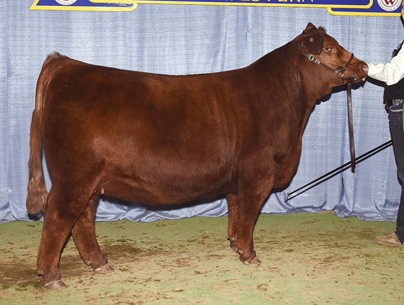 c557-bred.jpg